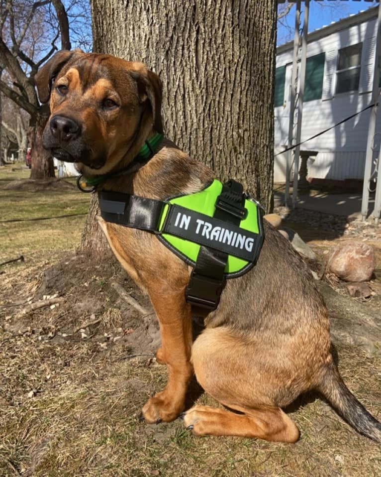 Lenny, a Rottweiler and American Pit Bull Terrier mix tested with EmbarkVet.com