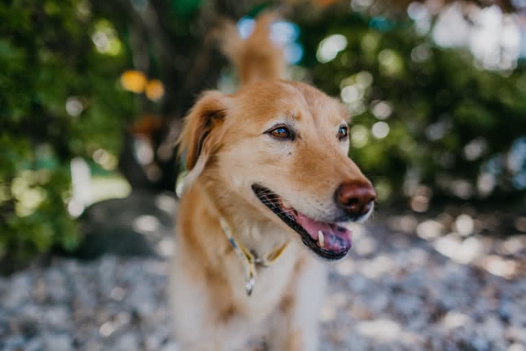 Tate, a Southeast Asian Village Dog tested with EmbarkVet.com