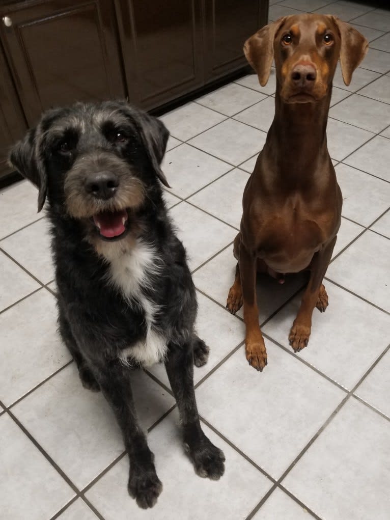 Laszlo, a Greater Swiss Mountain Dog and Poodle (Standard) mix tested with EmbarkVet.com