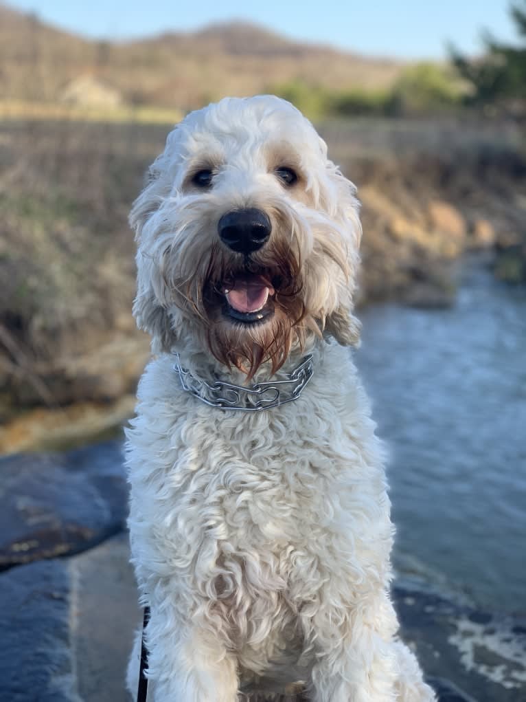 Bailee, a Goldendoodle tested with EmbarkVet.com