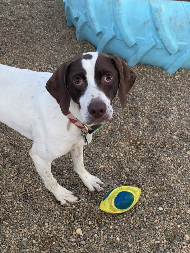 Hank, a Pointer tested with EmbarkVet.com