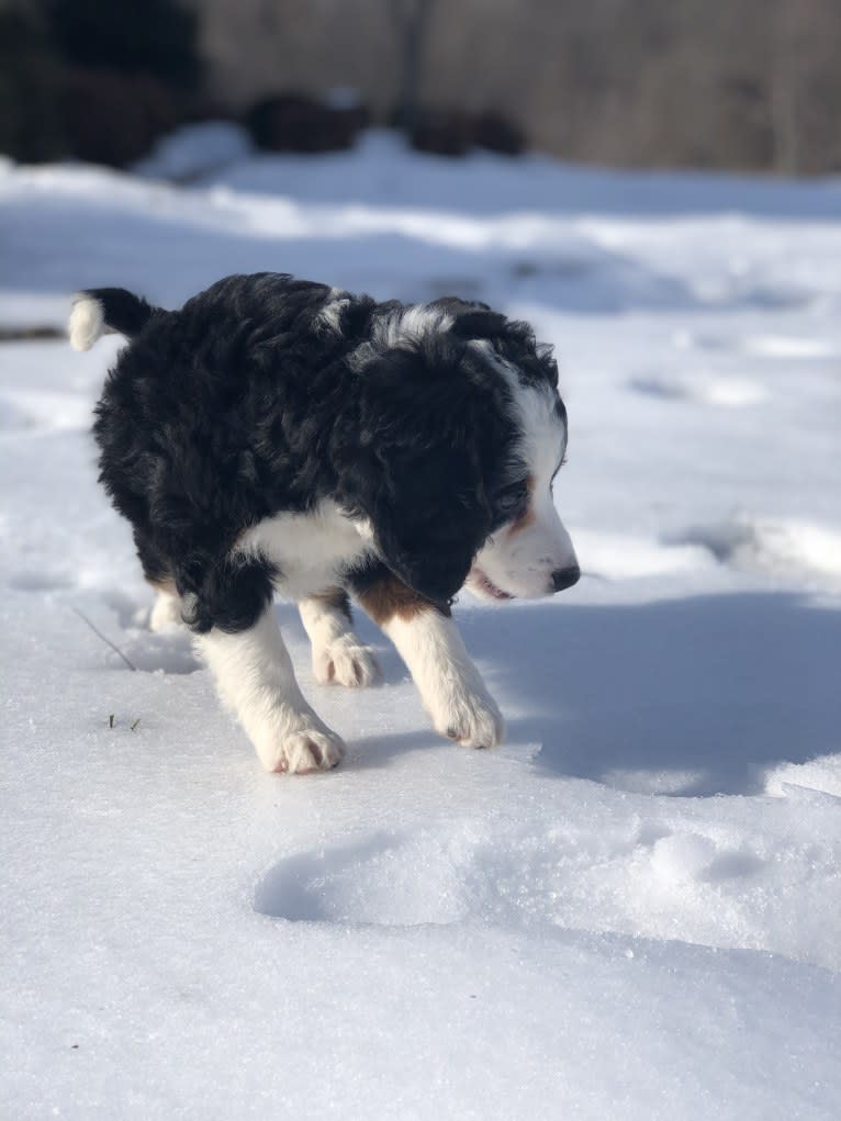 Lola, a Bernedoodle tested with EmbarkVet.com