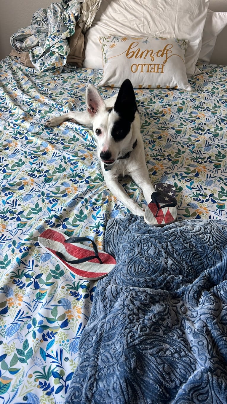 Luke Skywalker, an Australian Cattle Dog and Rat Terrier mix tested with EmbarkVet.com