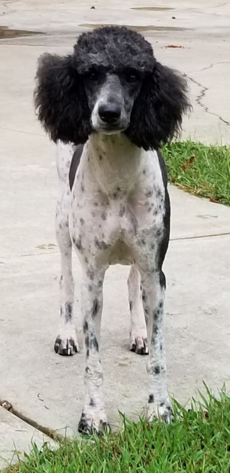 Chyna, a Poodle (Standard) tested with EmbarkVet.com