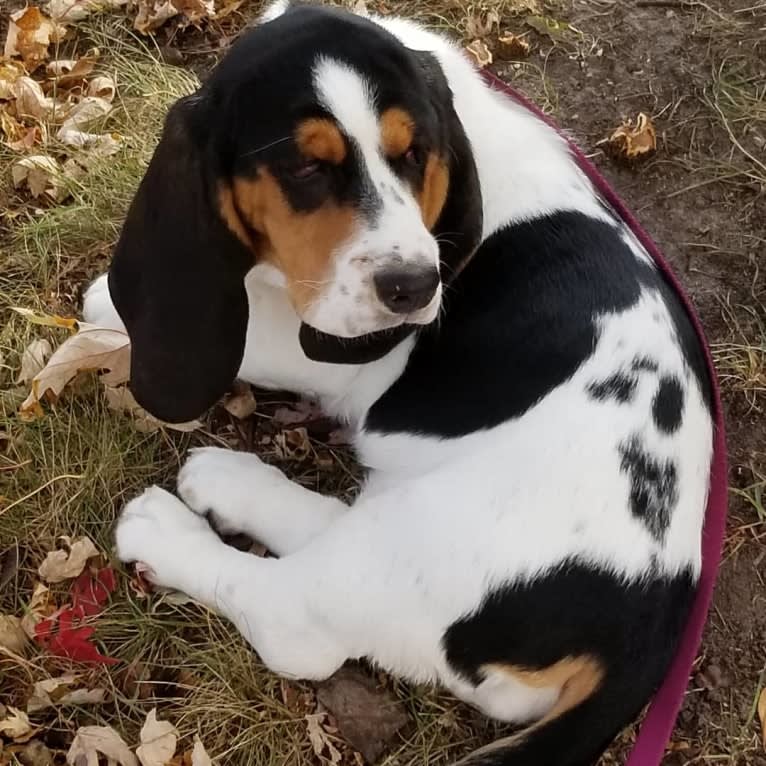 Luna, a Basset Hound tested with EmbarkVet.com