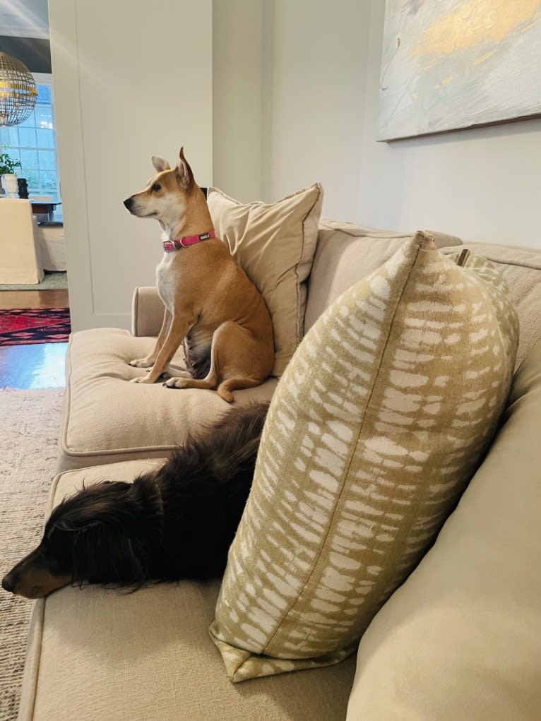 Bunny, a Rat Terrier and Labrador Retriever mix tested with EmbarkVet.com