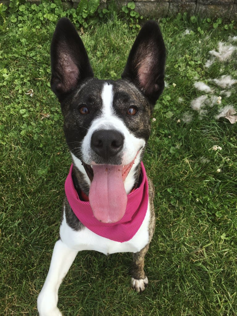 Bernice, a Dogo Argentino and German Shepherd Dog mix tested with EmbarkVet.com