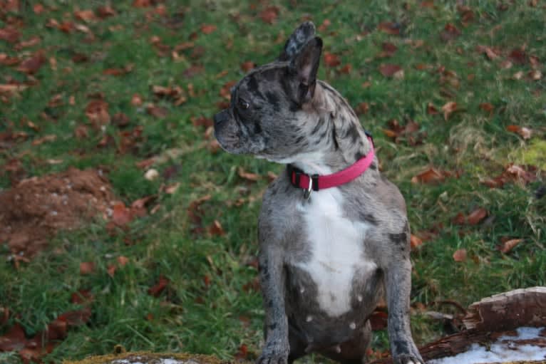 Pandora, a French Bulldog tested with EmbarkVet.com