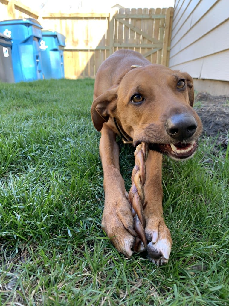 Joey, an Italian Greyhound and Bloodhound mix tested with EmbarkVet.com