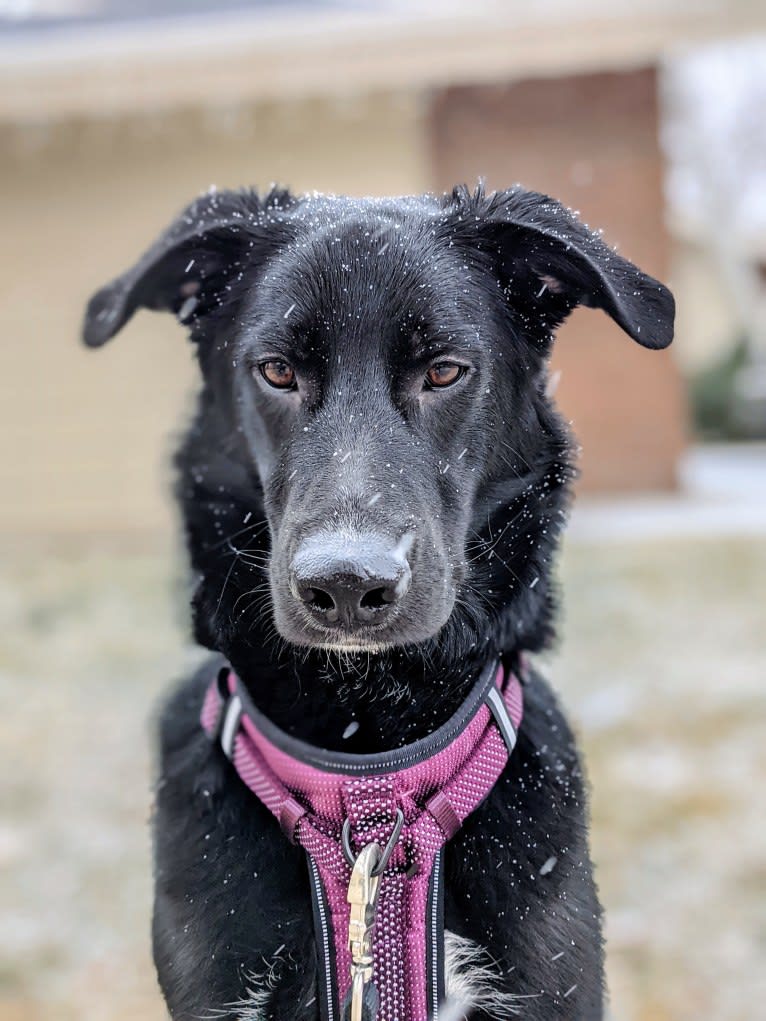 Kodiak, a German Shepherd Dog and Great Pyrenees mix tested with EmbarkVet.com