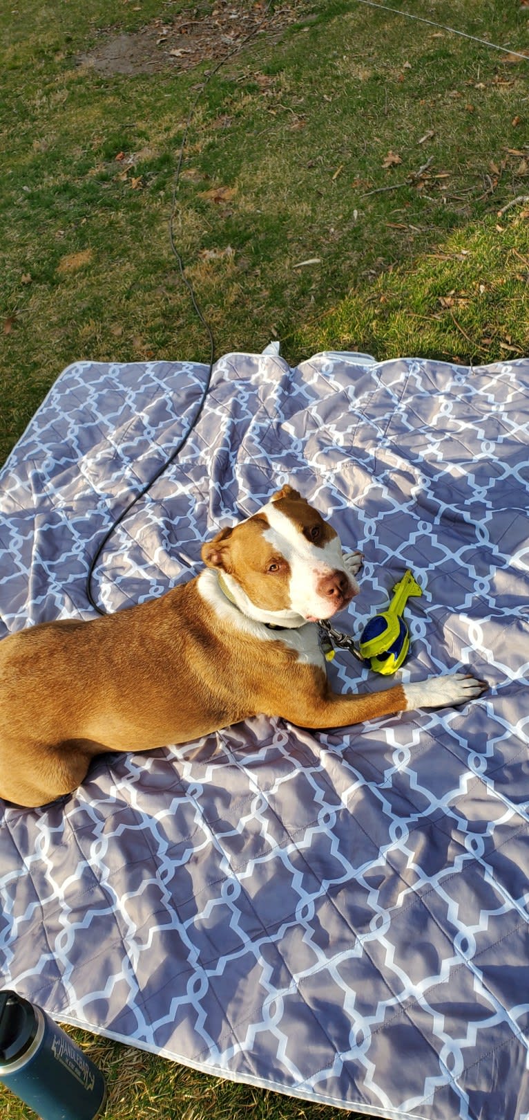 Moose, an American Pit Bull Terrier and American Bulldog mix tested with EmbarkVet.com