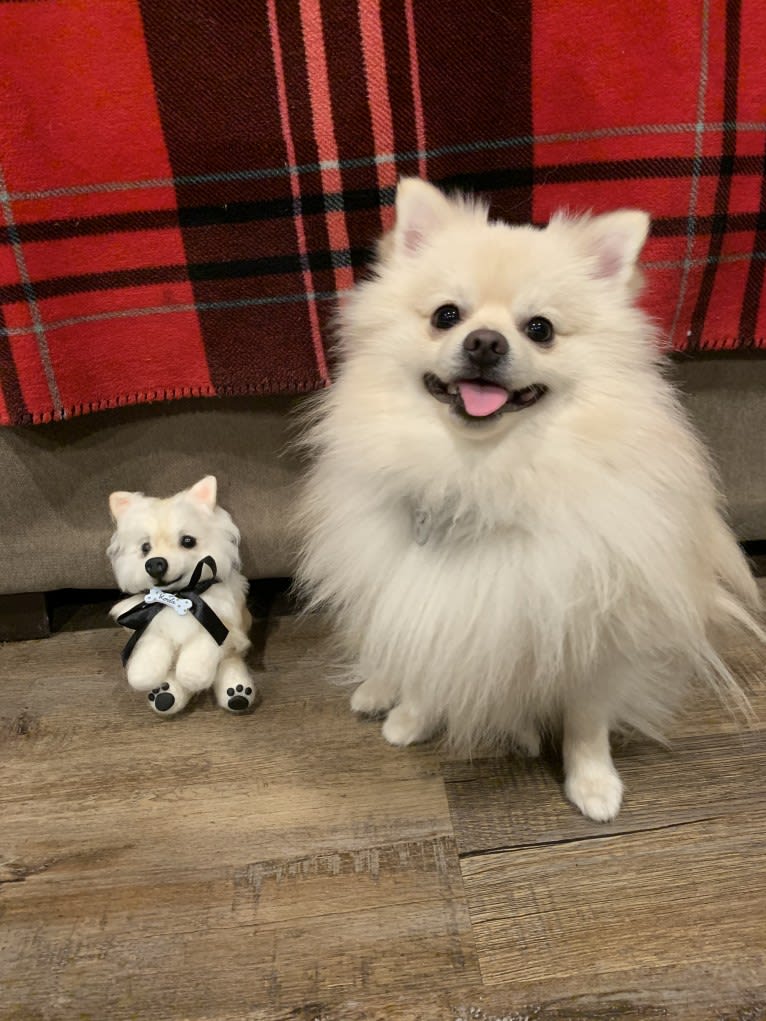 Koda, a Pomeranian tested with EmbarkVet.com