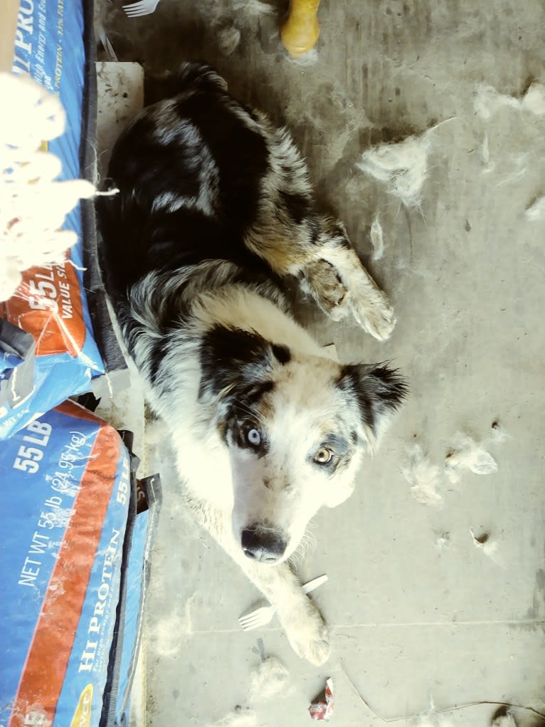 Salazar, an Australian Shepherd tested with EmbarkVet.com