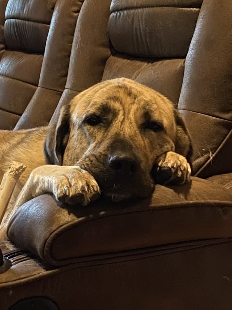 Princess, an Anatolian Shepherd Dog tested with EmbarkVet.com