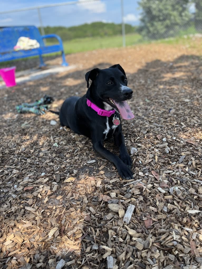 Raven, an American Pit Bull Terrier and Chow Chow mix tested with EmbarkVet.com