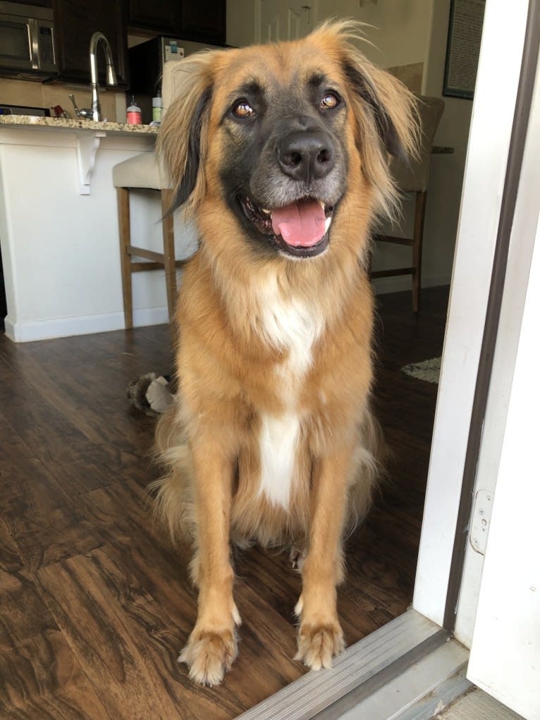 Bodhi, a German Shepherd Dog and Boxer mix tested with EmbarkVet.com