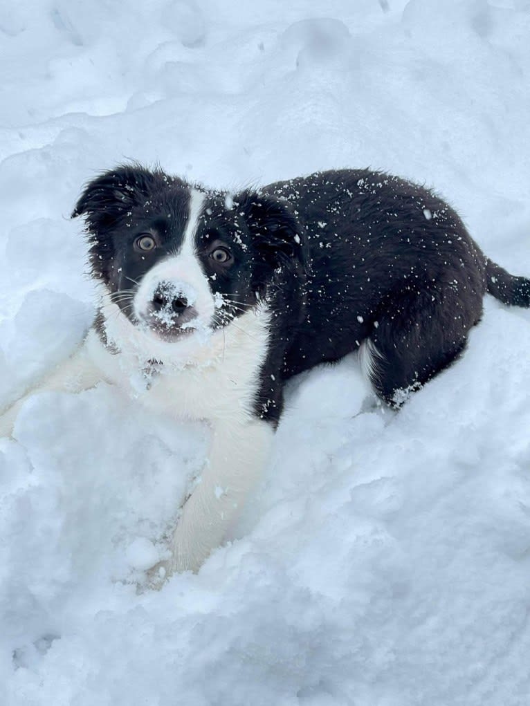 Willow, an Australian Shepherd and Border Collie mix tested with EmbarkVet.com