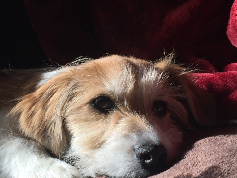 Winham’s Cowboy Cody of Cowgirl Cotons, a Coton de Tulear tested with EmbarkVet.com