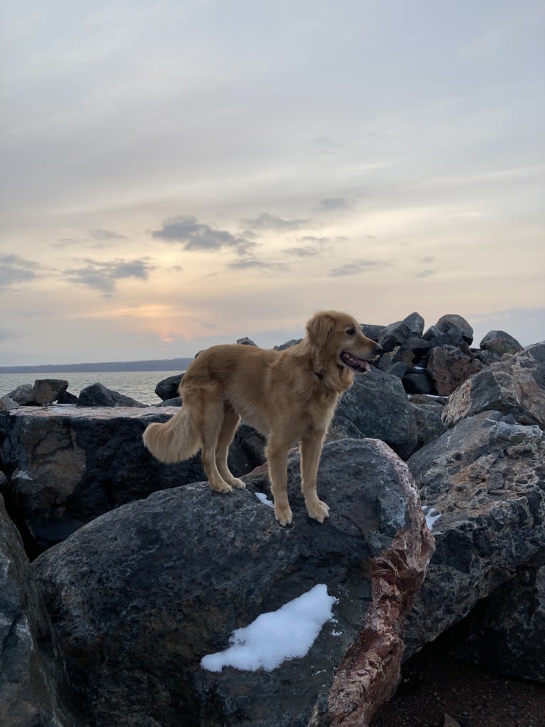 Timber “Gross Manor’s I’ll Be The One You Won’t Forget”, a Golden Retriever tested with EmbarkVet.com