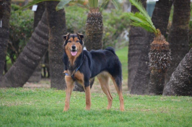 Sparkie, an East Asian Village Dog tested with EmbarkVet.com