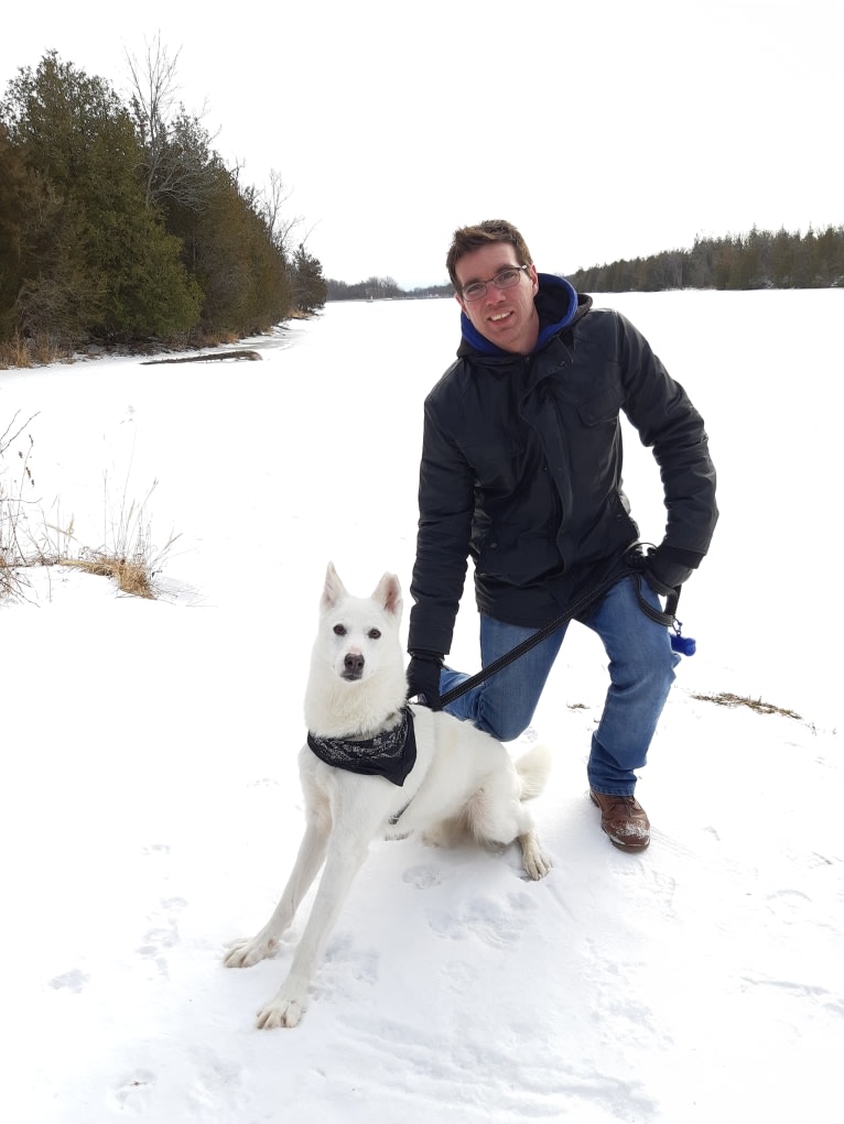 Charlie, an Alaskan-type Husky tested with EmbarkVet.com