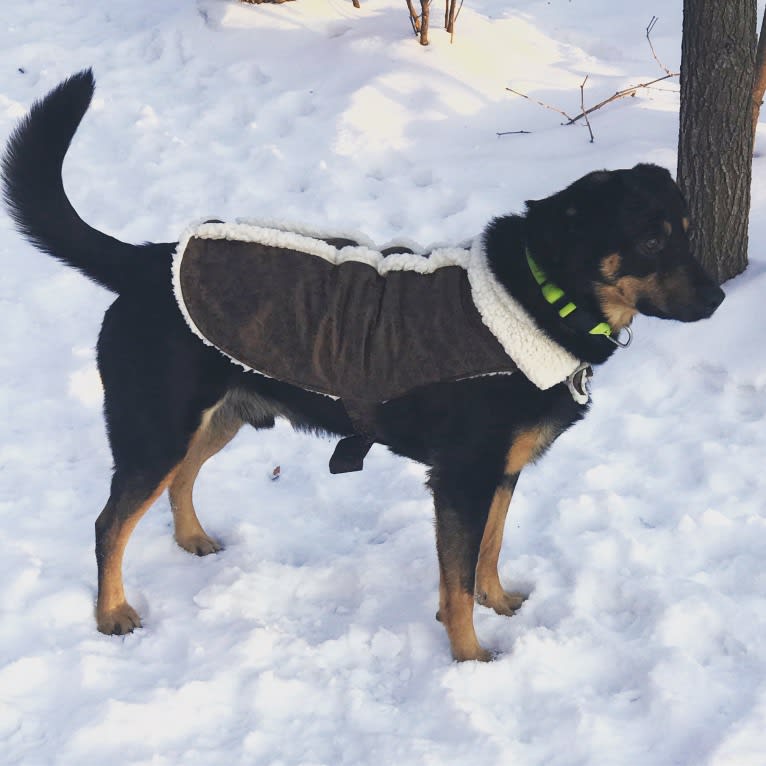 Rayson, an Australian Cattle Dog and Labrador Retriever mix tested with EmbarkVet.com