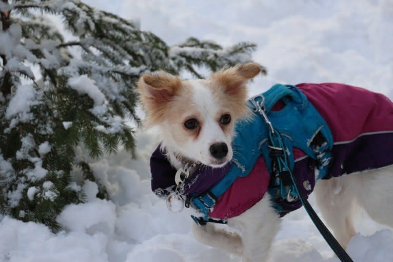 Lizzy (Eliza/Elizabeth), an Eastern European Village Dog and Pekingese mix tested with EmbarkVet.com