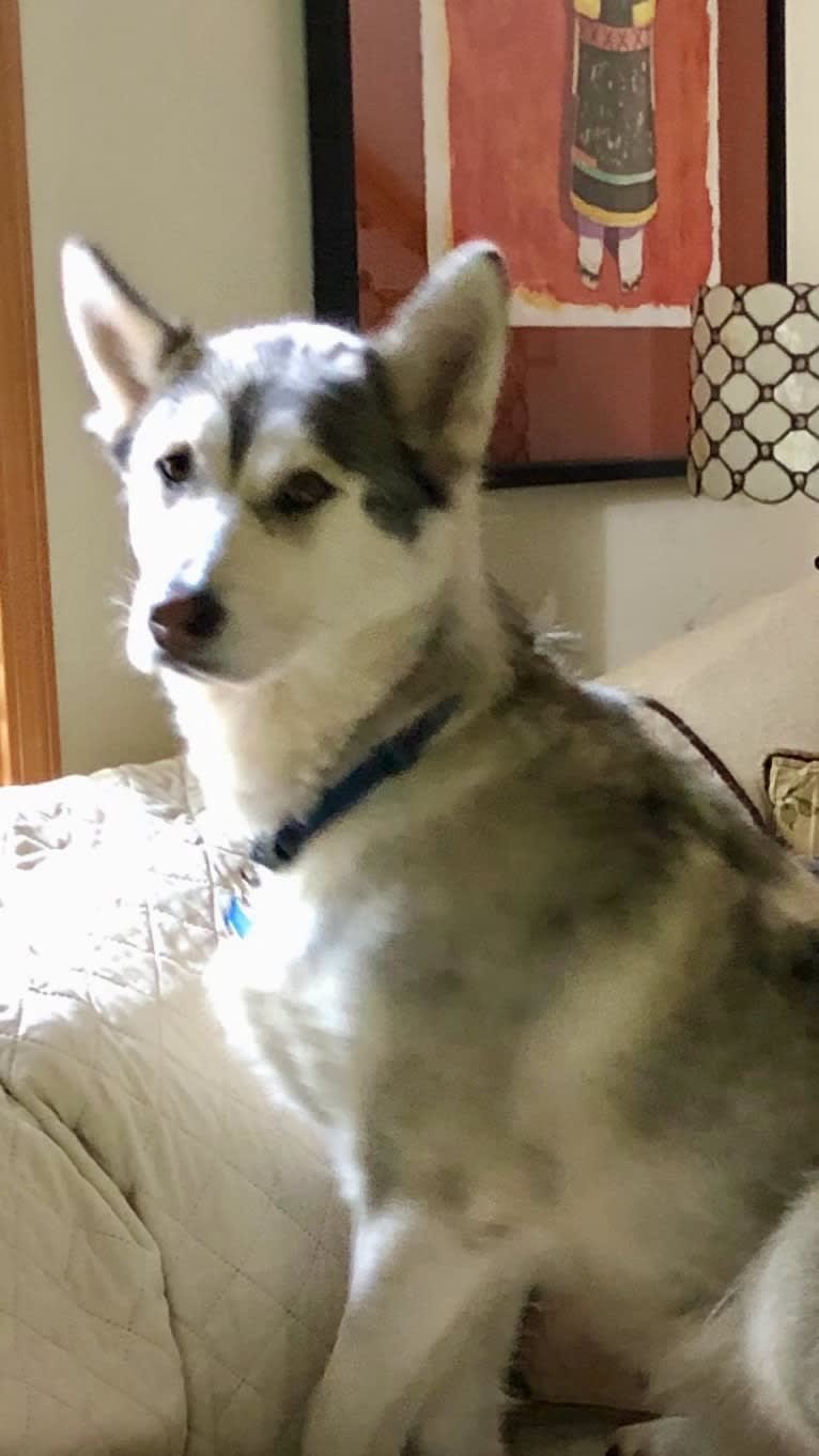 Beowulf, an Alaskan Malamute and Siberian Husky mix tested with EmbarkVet.com