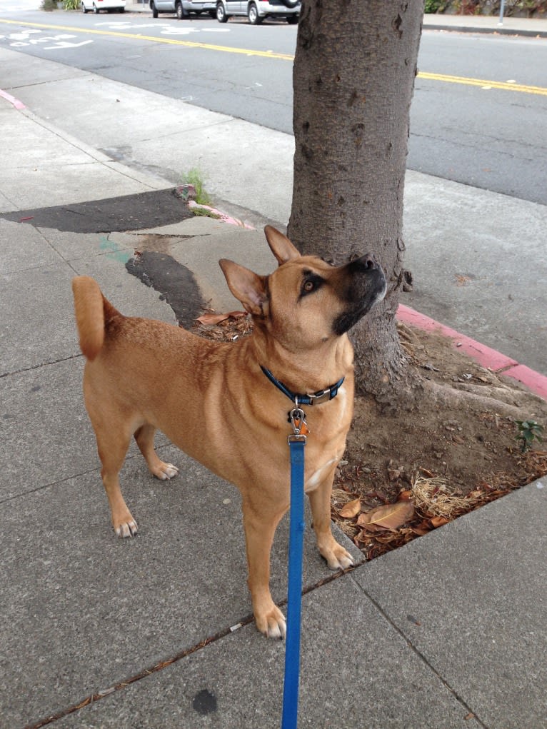 Fozzie, a Chow Chow and American Pit Bull Terrier mix tested with EmbarkVet.com