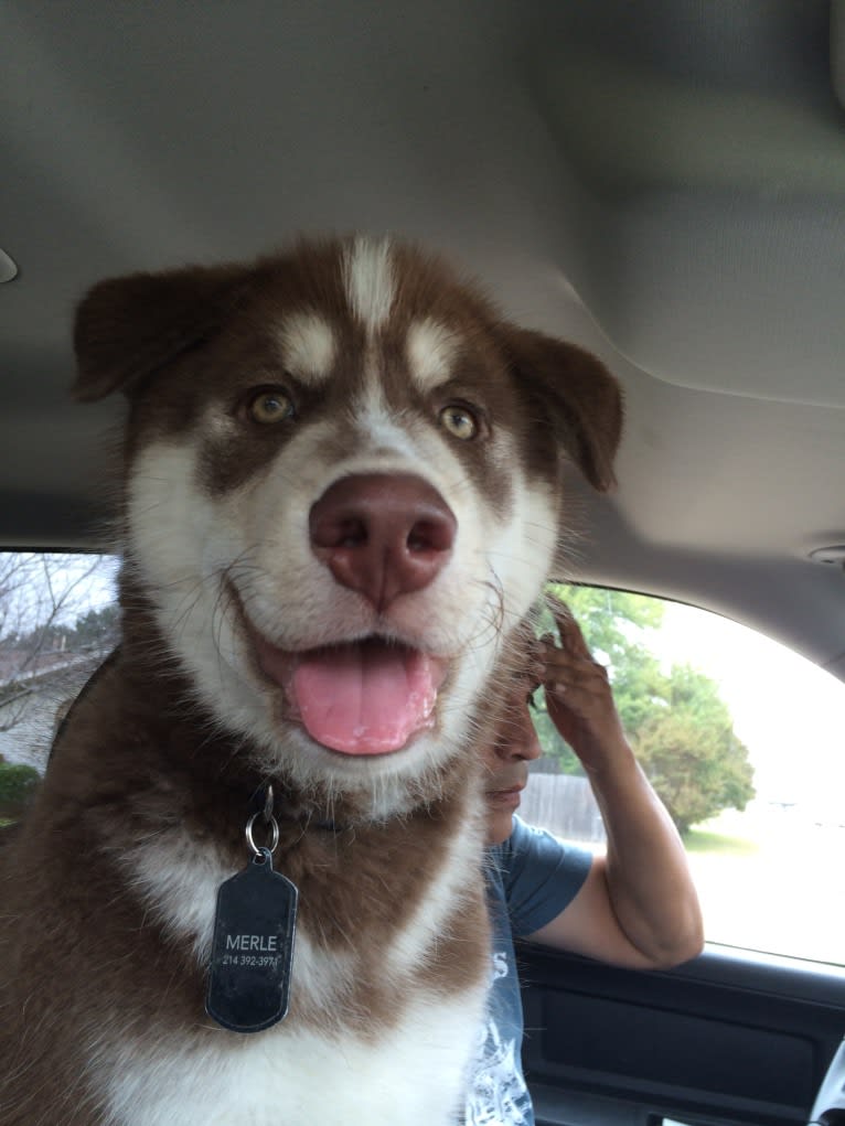 Merle, a Siberian Husky and Boxer mix tested with EmbarkVet.com