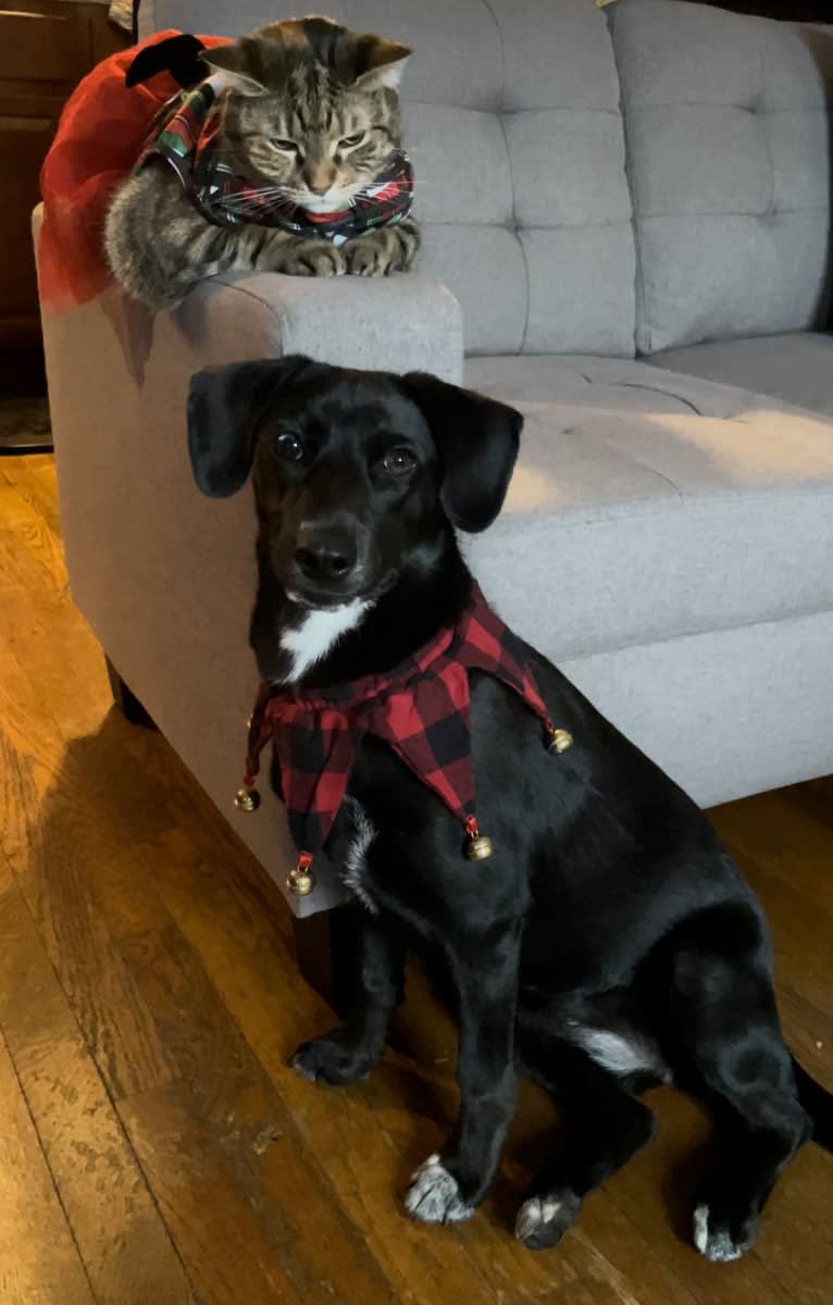 Spooky, a Siberian Husky and Mountain Cur mix tested with EmbarkVet.com