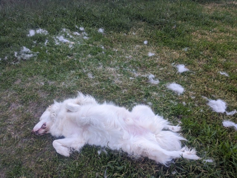 Bear, a Great Pyrenees and Great Dane mix tested with EmbarkVet.com