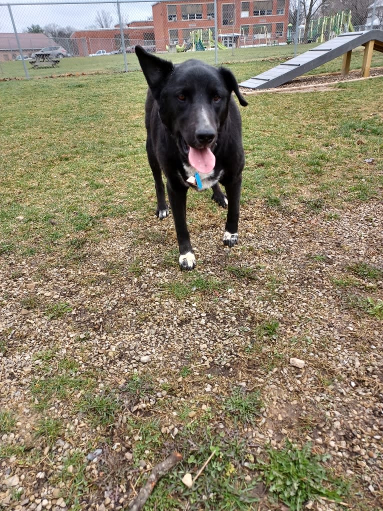 Mandy, a Siberian Husky and Golden Retriever mix tested with EmbarkVet.com