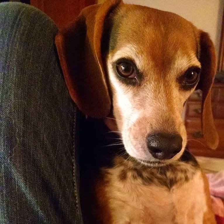 Daisy, a Beagle tested with EmbarkVet.com