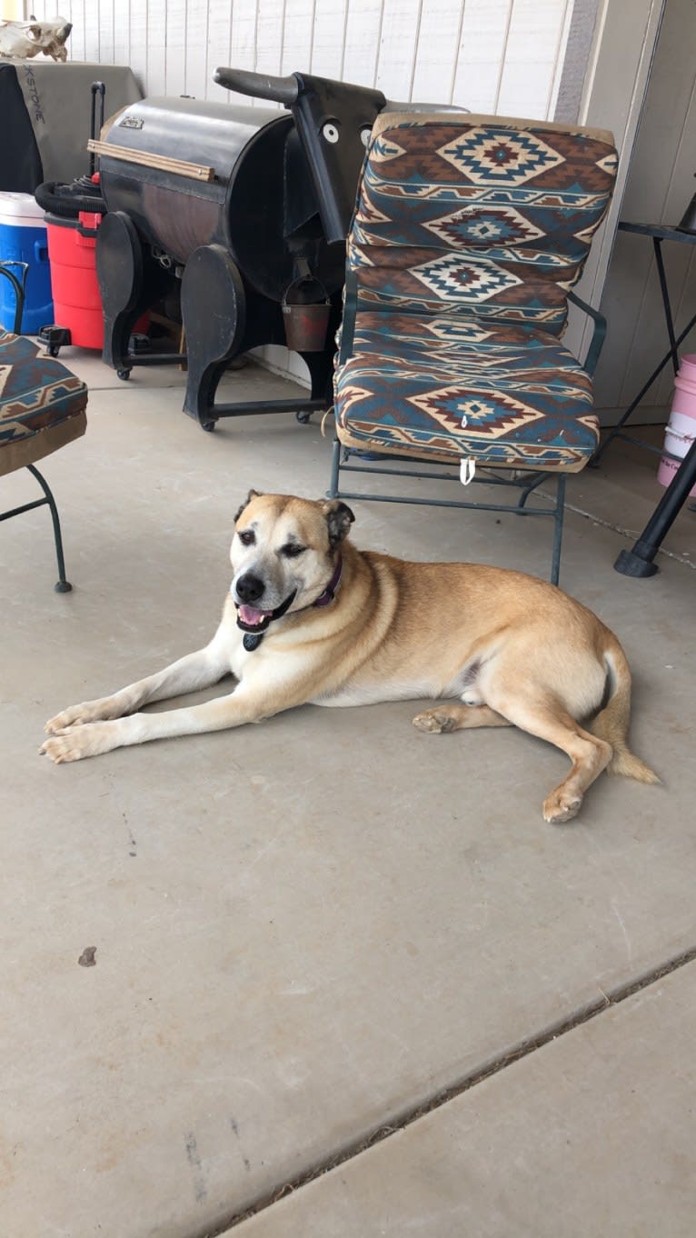 Adonis, a Siberian Husky and American Pit Bull Terrier mix tested with EmbarkVet.com
