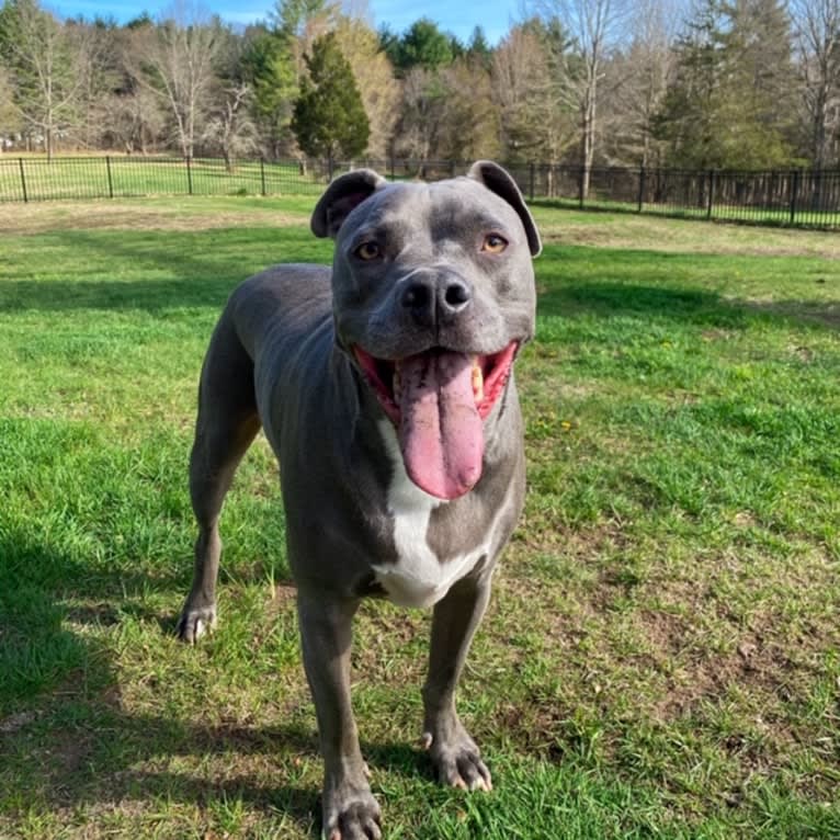 Wallace, a Staffordshire Terrier tested with EmbarkVet.com