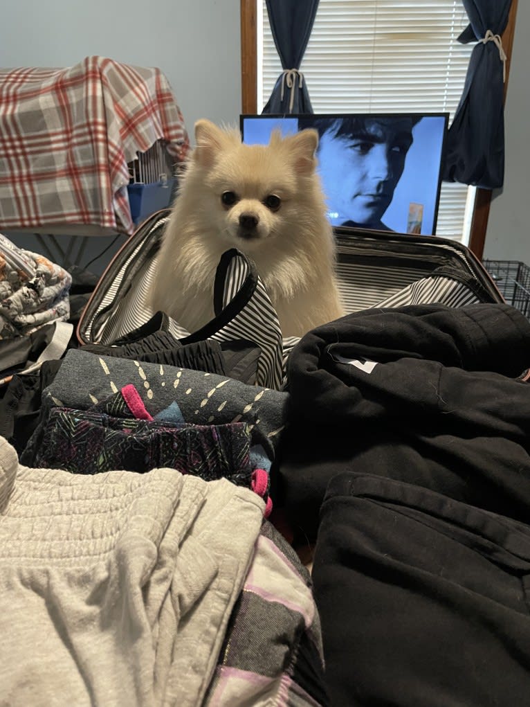 Koda, a Pomeranian tested with EmbarkVet.com