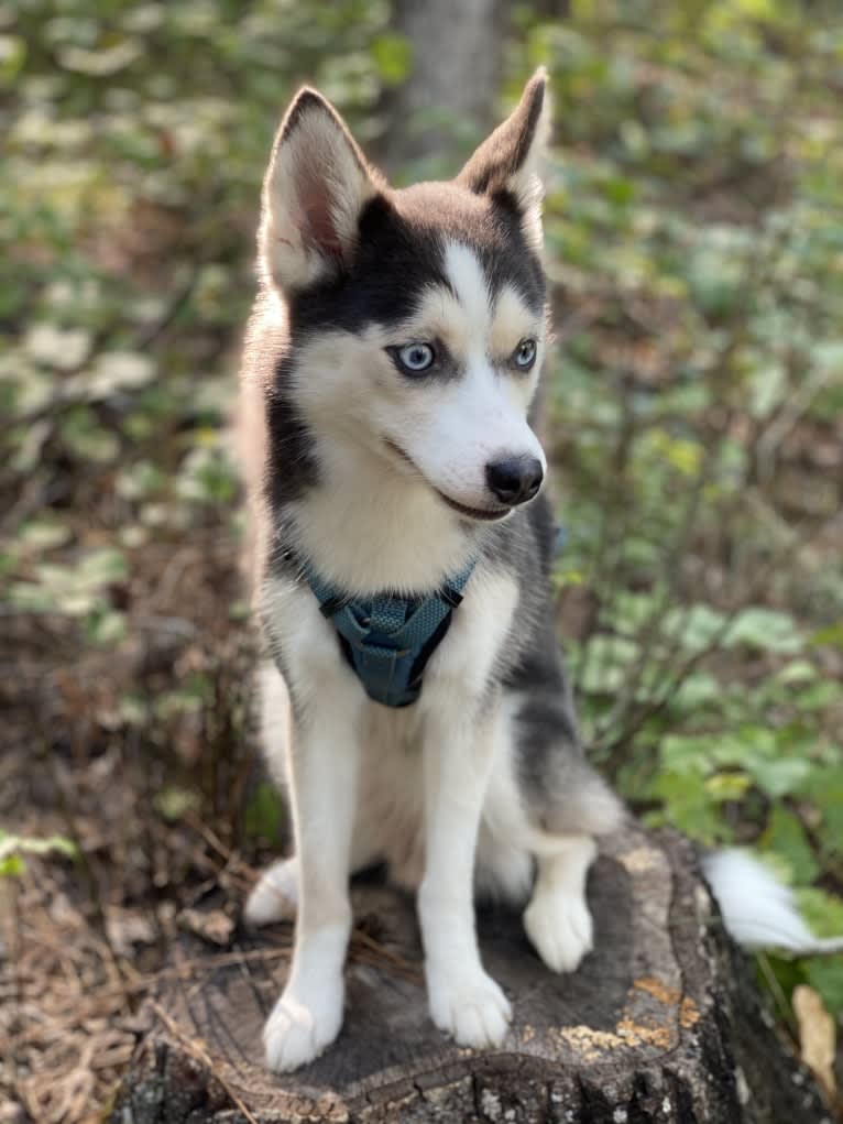 SKADI, a Pomsky tested with EmbarkVet.com