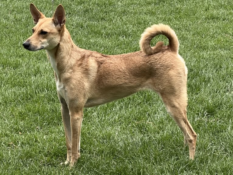 Lady Nala Bear BCF, a Carolina Dog tested with EmbarkVet.com