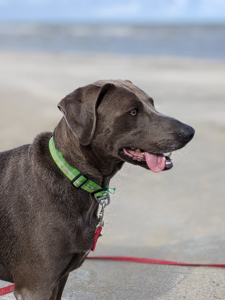 Bandit, a Blue Lacy tested with EmbarkVet.com