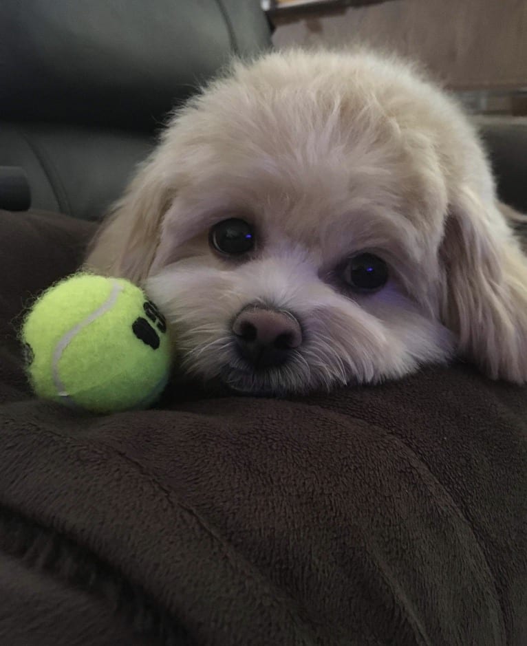 Ellie, a Shih Tzu and Bichon Frise mix tested with EmbarkVet.com