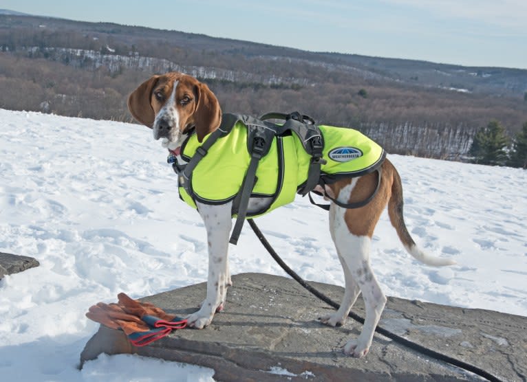 Murphy, a Treeing Walker Coonhound tested with EmbarkVet.com