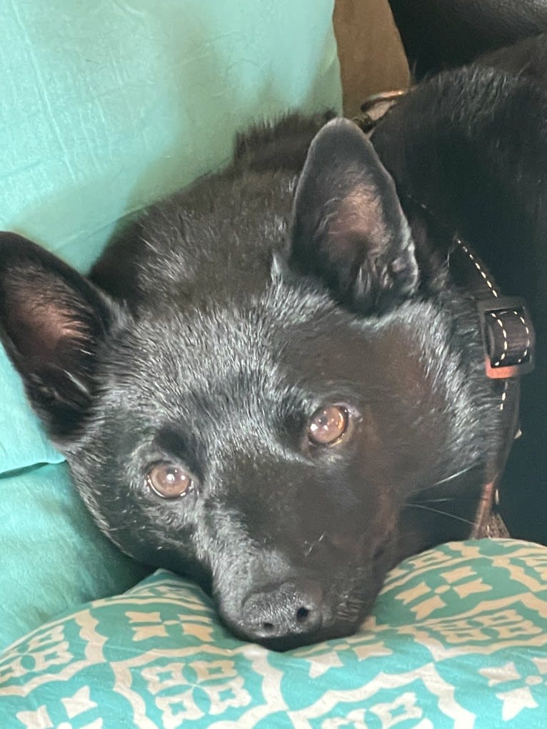 Reilly, a Schipperke and Rat Terrier mix tested with EmbarkVet.com