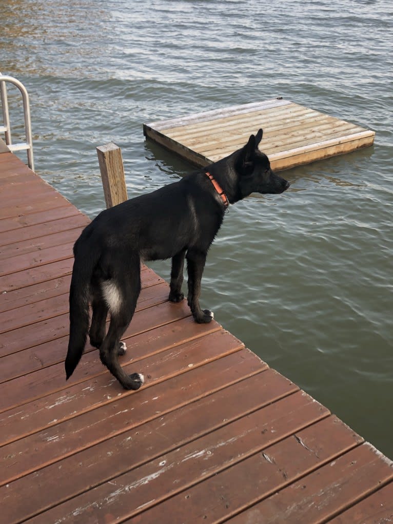 Bo, an Alaskan-type Husky tested with EmbarkVet.com