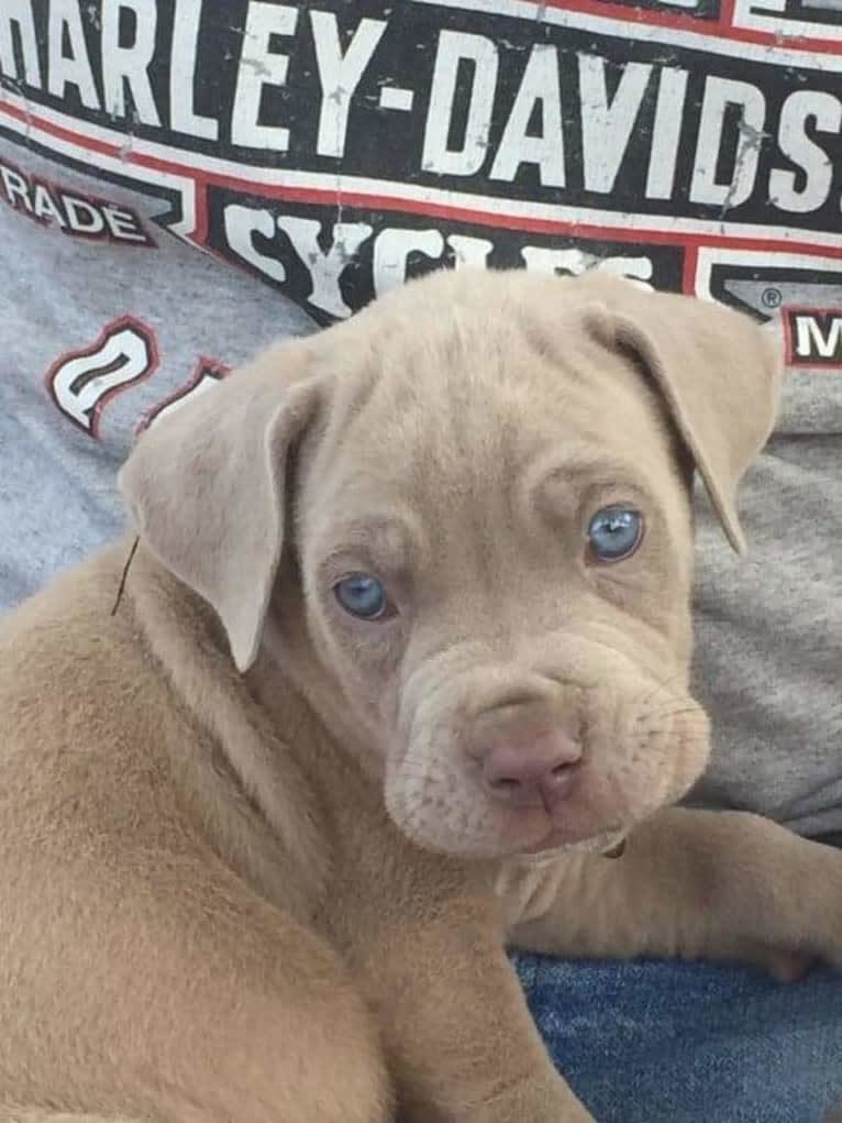 Garm, a Neapolitan Mastiff and Cane Corso mix tested with EmbarkVet.com