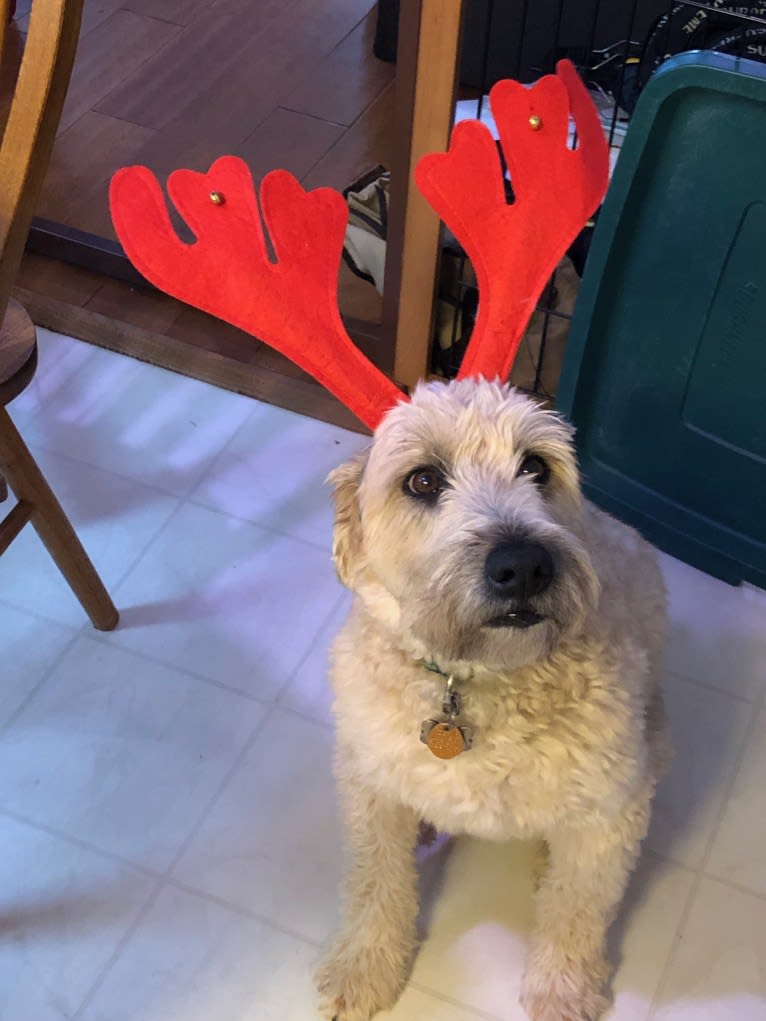 Desmond, a Soft Coated Wheaten Terrier tested with EmbarkVet.com