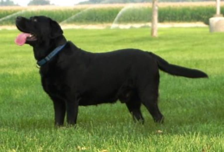 Opie, a Labrador Retriever tested with EmbarkVet.com