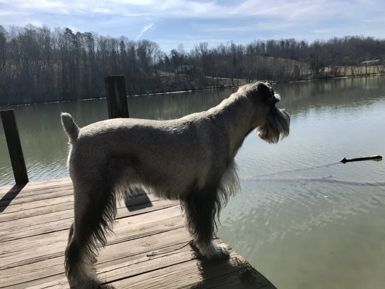 Watson, a Standard Schnauzer tested with EmbarkVet.com