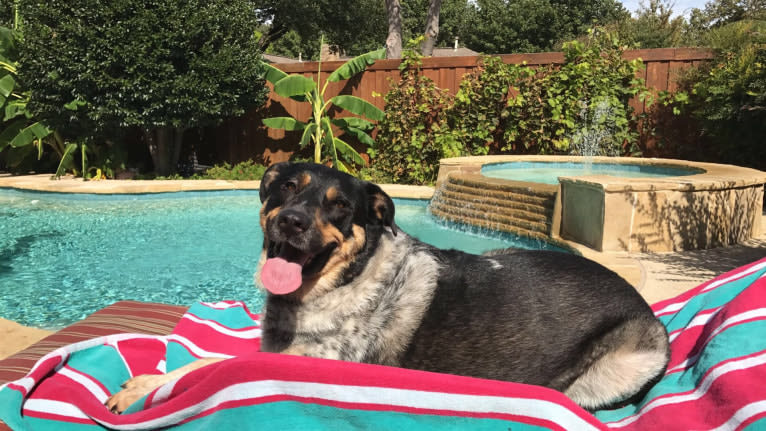 Aspen, an Australian Cattle Dog and Chow Chow mix tested with EmbarkVet.com