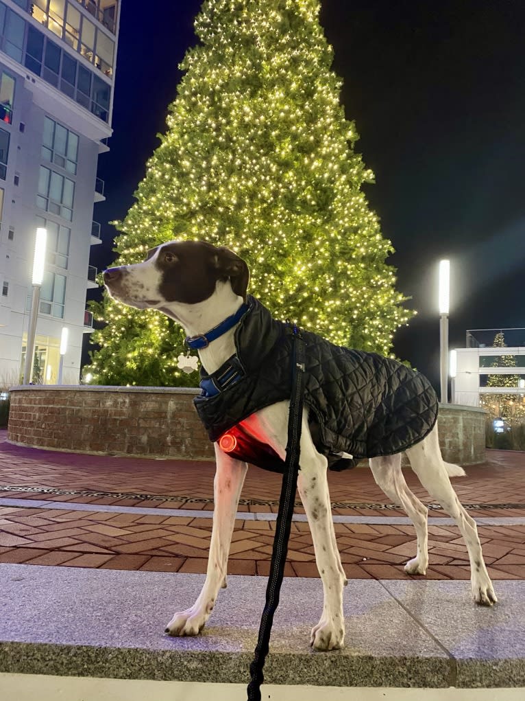 Indy, a Pointer and Australian Shepherd mix tested with EmbarkVet.com